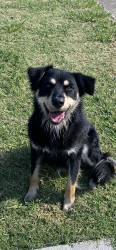 Found/Stray Male Dog last seen Nash and heath st, Rockwall, TX 75087
