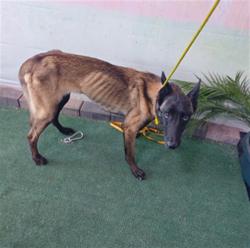 Shelter Stray Female Dog last seen , 4275 Elton St, Baldwin Park, CA 91706, USA