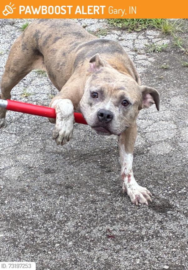 Found/Stray Unknown Dog last seen Gary Animal Control, Gary, IN 46402