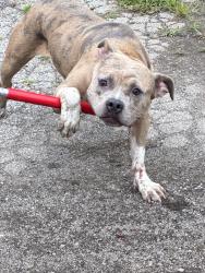 Found/Stray Unknown Dog last seen Gary Animal Control, Gary, IN 46402