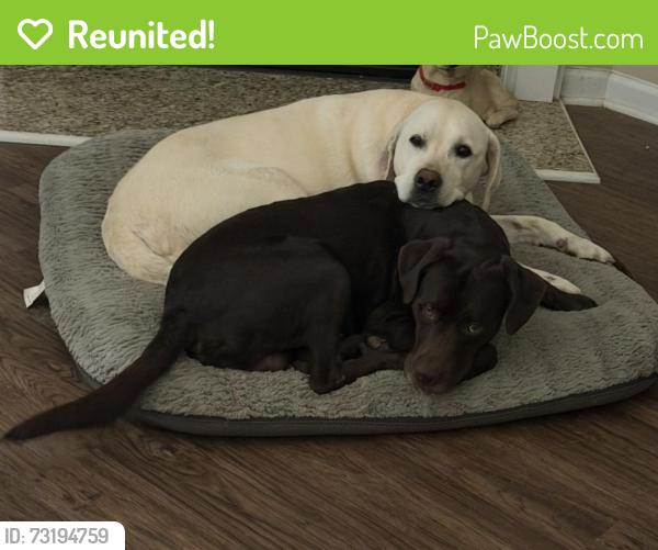 Reunited Male Dog last seen Neighborhood by Fuquay Elementary, Fuquay-Varina, NC 27526