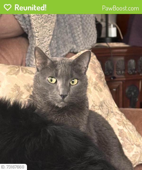 Reunited Female Cat last seen Willowdale, Luling, LA 70070
