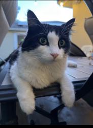 Reunited Female Cat last seen Village of renaissance, Miramar, FL 33025