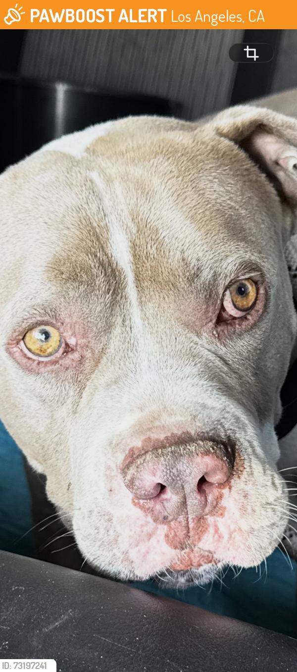 Found/Stray Male Dog last seen Kagel canyon, Los Angeles, CA 91342