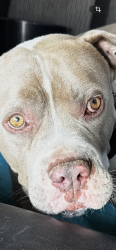 Found/Stray Male Dog last seen Kagel canyon, Los Angeles, CA 91342