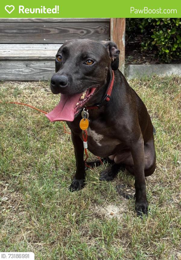 Reunited Female Dog last seen Highlands, Columbia, SC 29229