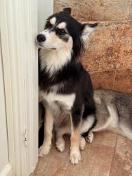 Reunited Male Dog last seen 25th St W and W ave J, Lancaster, CA 93536