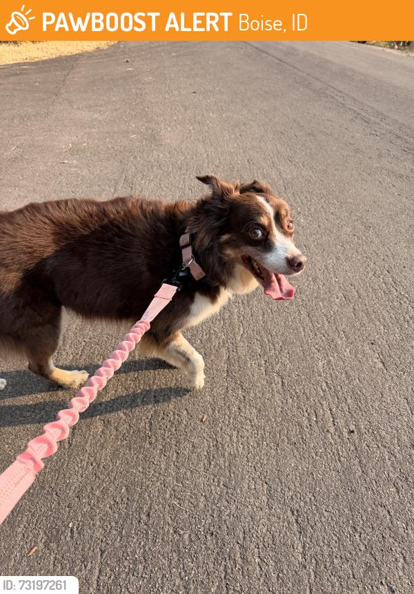 Found/Stray Female Dog last seen 27th and 26th, Boise, ID 83703