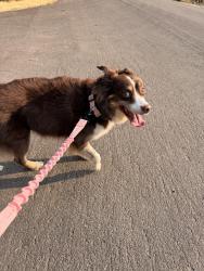 Found/Stray Female Dog last seen 27th and 26th, Boise, ID 83703