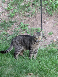 Reunited Unknown Cat last seen Mountain Road and Appleby, West Hanover Township, PA 17112