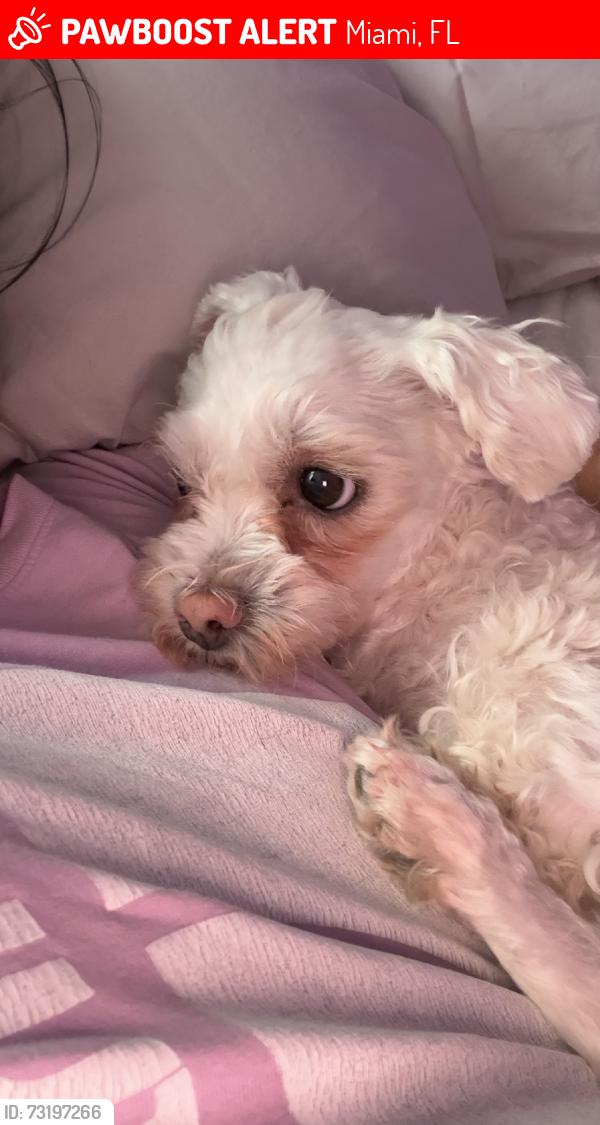 Lost Female Dog last seen By the dog park in paraiso park, Miami, FL 33137