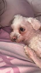 Lost Female Dog last seen By the dog park in paraiso park, Miami, FL 33137