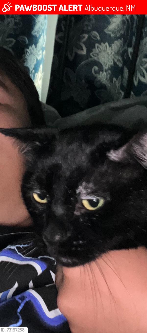 Lost Male Cat last seen Bisbee and calle de vida, Albuquerque, NM 87114