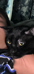 Lost Male Cat last seen Bisbee and calle de vida, Albuquerque, NM 87114