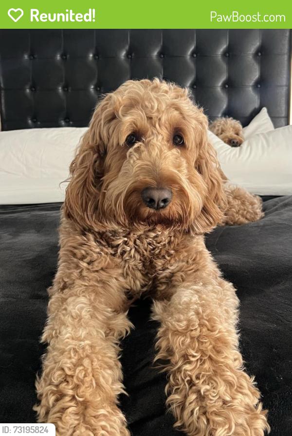 Reunited Male Dog last seen HOLLYWOOD, Hollywood, FL 33020