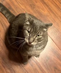 Lost Male Cat last seen Stone Gate, Canyon Green Section, Houston, TX 77095