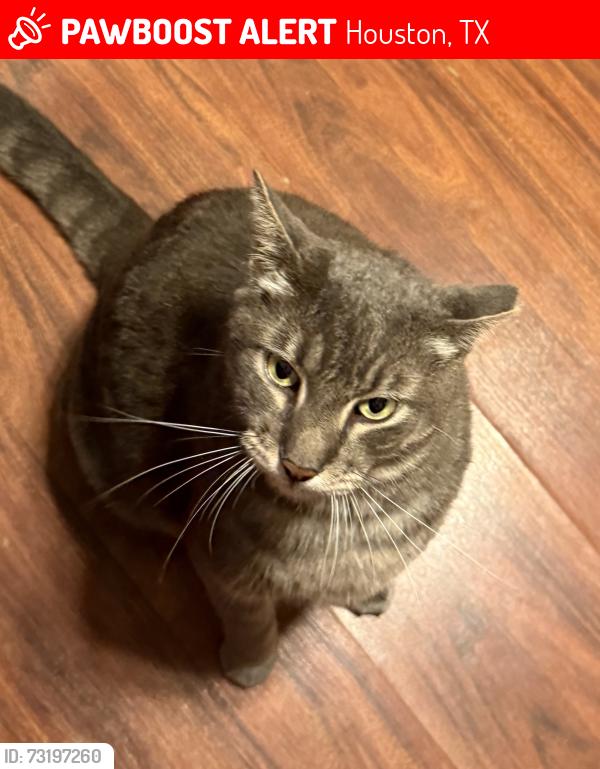 Lost Male Cat last seen Stone Gate, Canyon Green Section, Houston, TX 77095