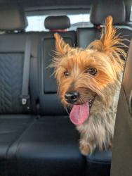 Found/Stray Male Dog last seen Vorhees & Maple St, Cincinnati, OH 45216