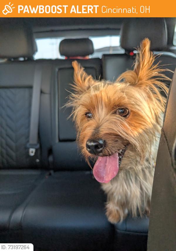 Found/Stray Male Dog last seen Vorhees & Maple St, Cincinnati, OH 45216