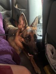 Reunited Female Dog last seen Islas Canarias on Coral Way, Miami, FL 33175