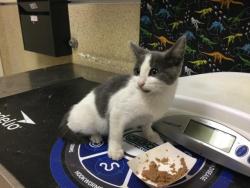Shelter Stray Male Cat last seen 34TH ST/ RIBIDOUX BLVD, JURUPA VALLEY, 6851 Van Buren Boulevard, Jurupa Valley, CA 92509, USA