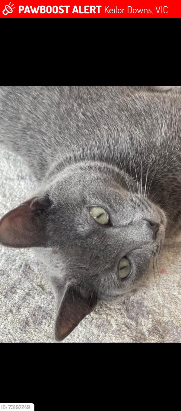 Lost Male Cat last seen Mathis Avenue, Keilor Downs, VIC 3038