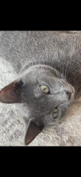 Lost Male Cat last seen Mathis Avenue, Keilor Downs, VIC 3038