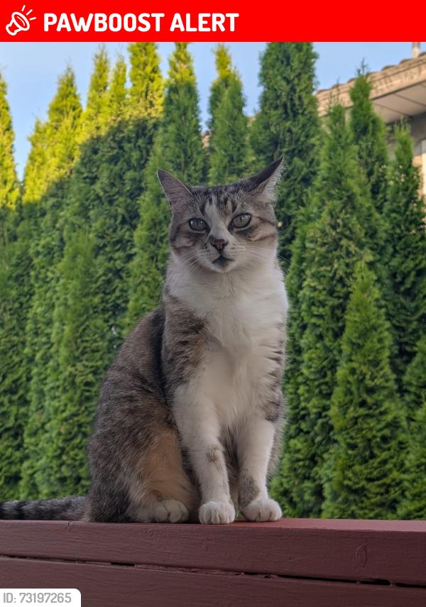 Lost Female Cat last seen Ewen and Pembina, New Westminster, BC V3M 0M8