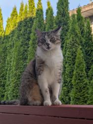 Lost Female Cat last seen Ewen and Pembina, New Westminster, BC V3M 0M8