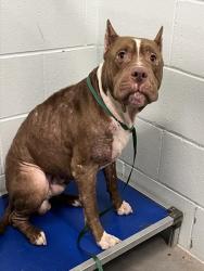 Shelter Stray Male Dog last seen OAK LN SORRENTO, 12280 County Rd 448, Tavares, FL 32778, USA