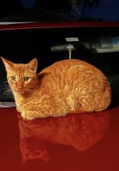 Reunited Male Cat last seen Village of renaissance, Miramar, FL 33025