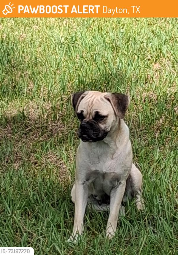 Found/Stray Female Dog last seen Hwy 321, Dayton, TX 77535