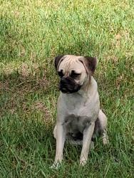 Found/Stray Female Dog last seen Hwy 321, Dayton, TX 77535