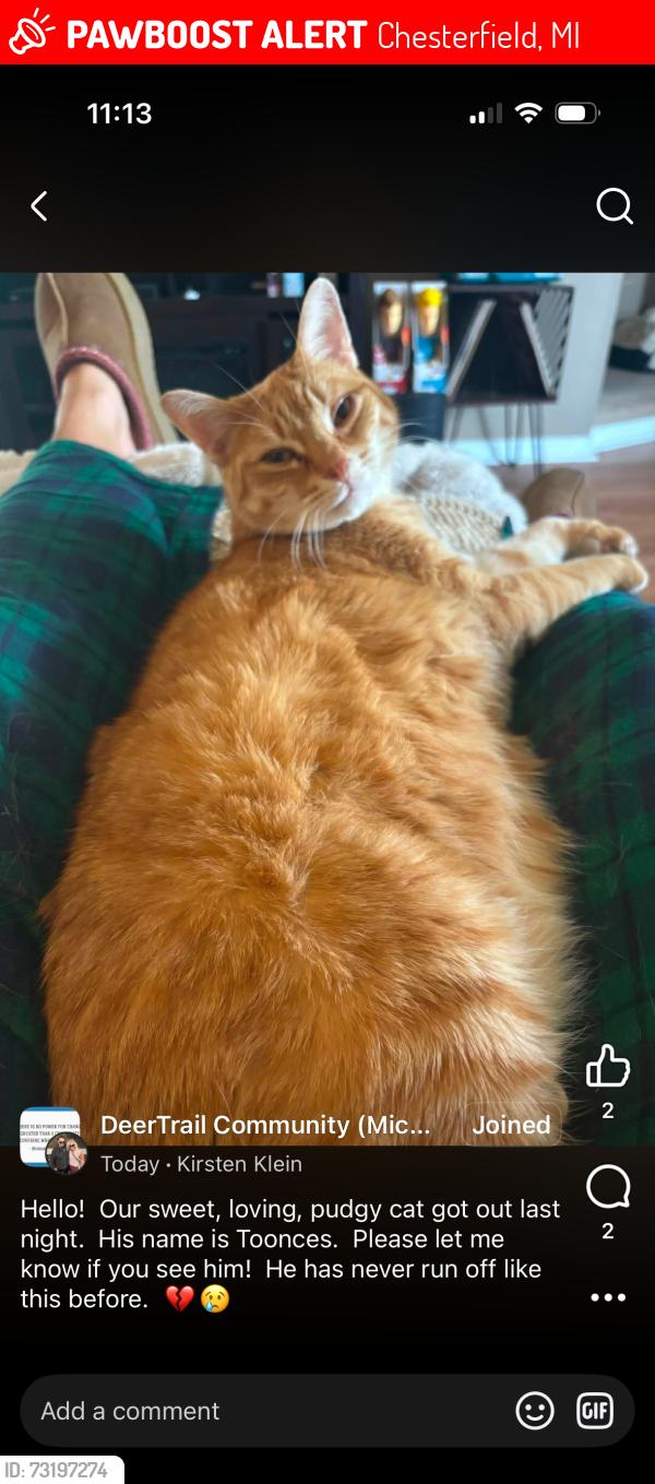 Lost Male Cat last seen Near and Gratiot, Chesterfield, MI 48051