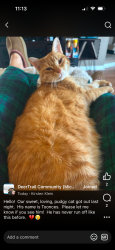 Lost Male Cat last seen Near and Gratiot, Chesterfield, MI 48051