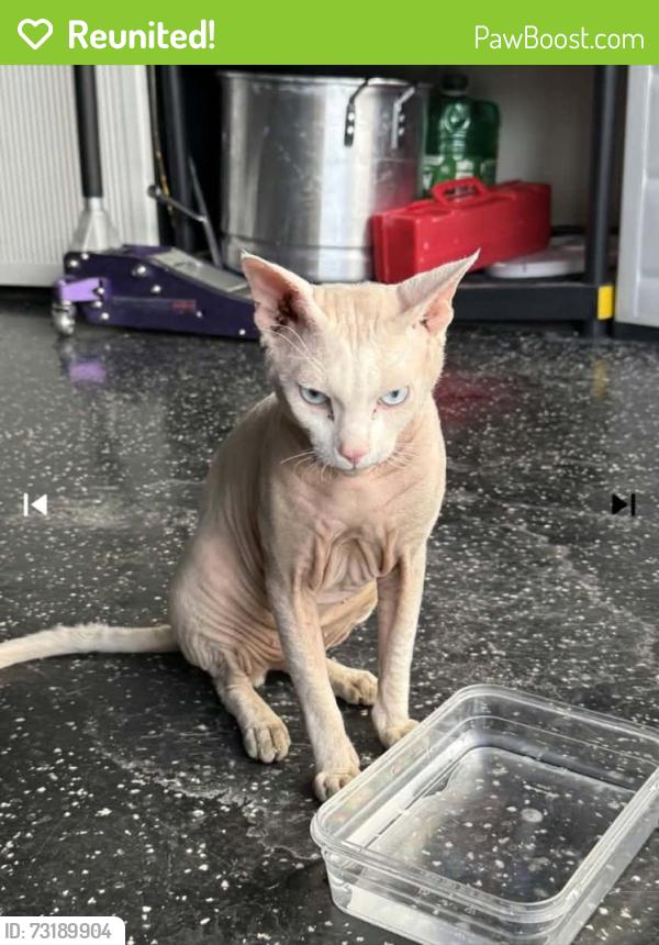 Reunited Male Cat last seen Gaster Ave, North Las Vegas, NV 89081