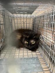 Shelter Stray Female Cat last seen Near BLOCK S 44TH ST, 3528 Newburg Rd, Louisville, KY 40218, USA