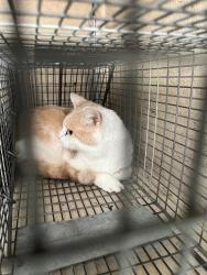 Shelter Stray Male Cat last seen Near BLOCK S 44TH ST, 3528 Newburg Rd, Louisville, KY 40218, USA