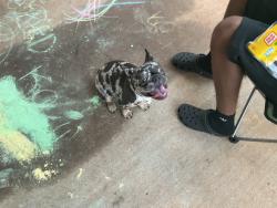 Reunited Female Dog last seen Pembroke Park McDonough Ga, McDonough, GA 30253