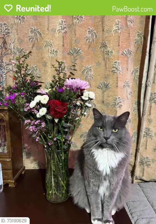 Reunited Male Cat last seen Pleasant Heights Dr, Vista, CA 92084, USA, Vista, CA 92084