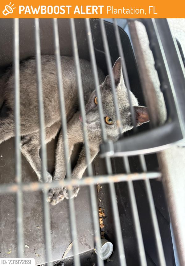 Found/Stray Unknown Cat last seen Chevron sunrise blvd and 56th street, Plantation, FL 33313