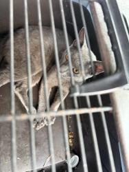 Found/Stray Unknown Cat last seen Chevron sunrise blvd and 56th street, Plantation, FL 33313