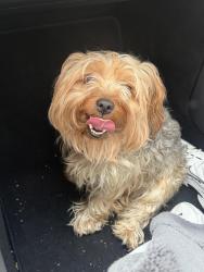 Reunited Male Dog last seen Near E Florida 434, Winter Springs, FL 32708, Winter Springs, FL 32708