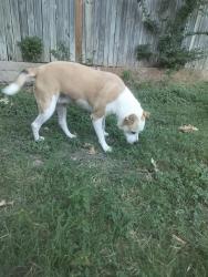 Reunited Female Dog last seen McCart and i-20, Fort Worth, TX 76133