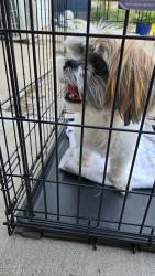 Reunited Unknown Dog last seen Myrtlewood dr, Dallas, TX 75232