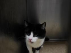 Shelter Stray Male Cat last seen , 11361 W Pico Blvd, Los Angeles, CA 90064, USA