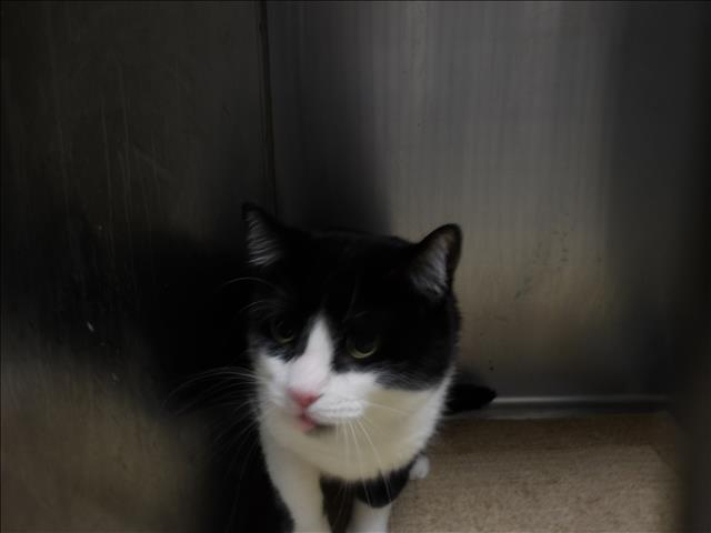 Shelter Stray Male Cat last seen , 11361 W Pico Blvd, Los Angeles, CA 90064, USA