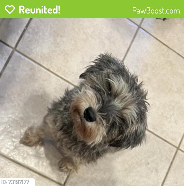 Reunited Male Dog last seen Lark Meadow dr, Farragut, TN 37934
