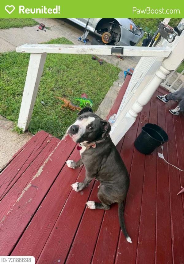 Reunited Female Dog last seen Vass rd, Spring Lake, NC 28310