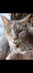 Found/Stray Female Cat last seen Spencerport Rd Elmgrove Rd, Rochester, NY 14606